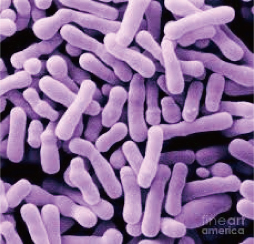 unisons® Bifidobacterium animalis subsp. lactis Bb-12
