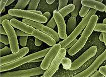 unisons® Lactobacillus acidophilus QS008