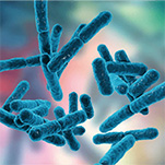 unisons® Lacticaseibacillus paracasei QS080