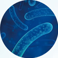 Limosilactobacillus fermentum QS102