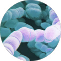 Lactobacillus gasseri BDUP
