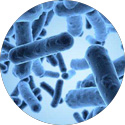 Lactiplantibacillus plantarum BUFX